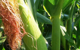 Governo do Tocantins e parceiros promovem Dia Técnico do Milho para apresentar resultados das tecnologias produtivas