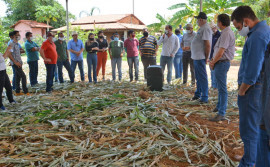 Cultivo de nova variedade de milho híbrido é apresentada em Unidade Experimental do Ruraltins