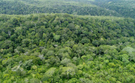 Tocantins concorre ao edital Fundo Floresta do Banco Alemão de Desenvolvimento