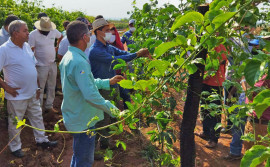 Ruraltins e parceiros encerram com sucesso capacitação em fruticultura na região sudeste do Tocantins