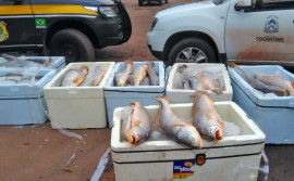 Adapec apreende 1,5 tonelada de pescado clandestino