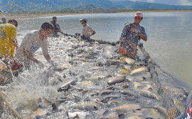 Governo do Tocantins publica normas para facilitar regularização de indústrias artesanais de pescados