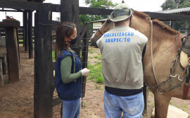 Adapec alerta municípios sobre restrições para eventos equestres e aglomeração de equídeos