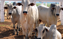 Produtor rural poderá antecipar a vacinação contra a febre aftosa para bovídeos que participarão de eventos agropecuários