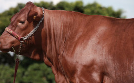 Governo do Tocantins realiza PecShow 2021 em Palmas 