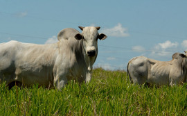 Governo do Tocantins prepara vasta programação para Pecshow 2021 