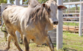 Na Pecshow 2021 empresa apresenta aplicativo digital para comercialização de animais