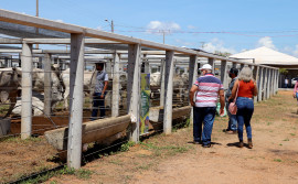 PecShow 2021 eleva perspectivas de crescimento de produtores e expositores tocantinenses