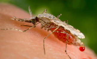 Saúde orienta população para a prevenção e diagnóstico da malária