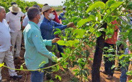 Governo do Tocantins realiza capacitação para produção e comercialização de maracujá