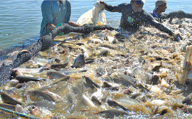 Tocantins tem as leis mais acessíveis e atrativas para atividade de piscicultura