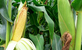 Governo do Tocantins e parceiros promovem 1° Curso do Milho da agricultura familiar a altas produtividades