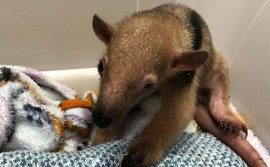 Centro de Fauna recebe fêmeas de Tamanduá-mirim vítimas de maus-tratos