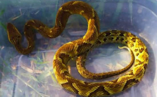 Saúde orienta a população sobre acidentes com cobras e serpentes