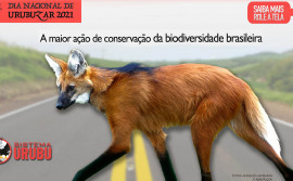 Naturatins participa de ação de conscientização sobre impactos gerados por atropelamento de animais silvestres