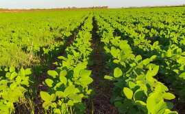 Adapec solicita ao Mapa autorização para manutenção de cultivo excepcional de soja nas planícies tropicais