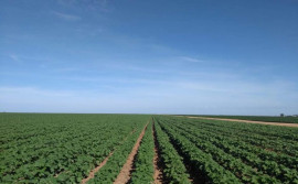 Com fim do vazio sanitário, plantio de algodão no Tocantins está autorizado a partir do próximo dia 21