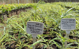 Naturatins inicia “Tocantins Mais Verde” para distribuição de mais de 58 mil mudas de espécies nativas do Cerrado