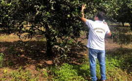Monitoramento da Adapec mantém a produção de cítricos tocantinenses livre de pragas quarentenárias