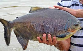 Adapec promove curso de capacitação em sanidade e inspeção de pescado