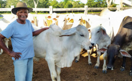 Convênio firmado entre Governo do Tocantins e Mapa garante capacitação técnica sobre cadeia da bovinocultura de corte em Porto Nacional