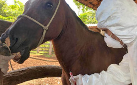 Investigação de vínculo epidemiológico feita pela Adapec confirma novo caso de mormo em Marianópolis