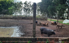 Adapec realiza vigilância na divisa com Piauí para manutenção da zona livre da Peste Suína Clássica