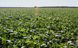 Governo do Tocantins publica Instrução Normativa adequando janela de plantio da soja à Portaria do Ministério da Agricultura