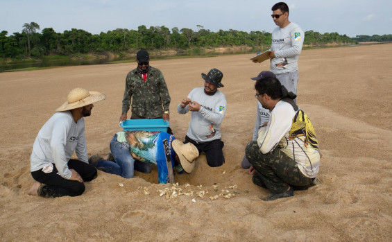 Produzido pela Unitins, documentário Quelônios do Canguçu apresenta pesquisa com tartarugas-da-amazônia no Tocantins