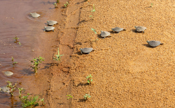 Produzido pela Unitins, documentário Quelônios do Canguçu apresenta pesquisa com tartarugas-da-amazônia no Tocantins
