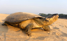 Produzido pela Unitins, documentário Quelônios do Canguçu apresenta pesquisa com tartarugas-da-amazônia no Tocantins