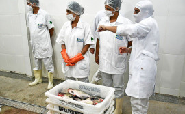 Frigorífico de processamento de pescado inicia atividades em Palmas