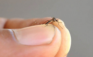 Saúde realiza programação no Dia “D” de combate ao Aedes