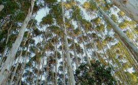 Governo do Tocantins realiza o seminário sobre perspectivas para o mercado madeireiro tocantinense 