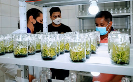 Governo do Tocantins inicia propagação em laboratório de espécies raras e ameaçadas da flora