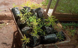 Naturatins atende comunidade e propriedades rurais do entorno do Parque do Lajeado recebem plantio de mudas de espécies nativas