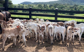 Segunda etapa da vacinação contra brucelose para bezerras de 3 a 8 meses termina dia 31 de dezembro