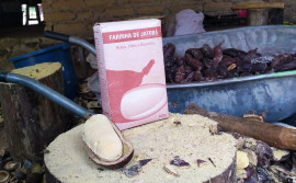Com auxílio do Naturatins, agroextrativismo do jatobá ajuda preservar a riqueza do Cerrado e gera renda para famílias tocantinenses