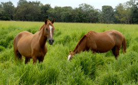 Adapec suspende eventos com aglomerações de equídeos em municípios após registro de caso de mormo