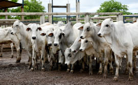 Governo do Tocantins alerta produtores sobre fim do prazo da vacinação contra febre aftosa que encerra nesta sexta-feira, 31