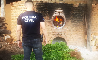 Polícia Civil do Tocantins incinera plantação de maconha descoberta no perímetro urbano de Aurora do Tocantins