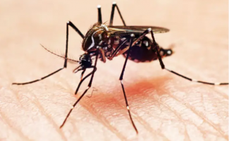 Saúde alerta para alto índice de infestação predial por Aedes aegypti no Tocantins