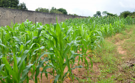 Seciju realiza projeto de cultivo de milho como atividade pedagógica para adolescentes do Case