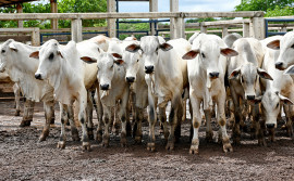 Tocantins supera 10 milhões de bovinos e alcança índice de 98,96% de vacinação contra aftosa nos animais em idade vacinal