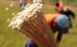 Em parceria com as comunidades tradicionais, projetos desenvolvidos pelo Governo do Tocantins contribuem para preservação do Jalapão
