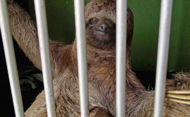 Naturatins recebe bicho-preguiça resgatado em área urbana de Colinas