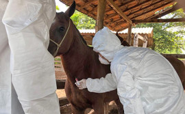 Adapec suspende aglomerações de equídeos no município de Buriti em razão de caso de mormo e mantém medidas nos municípios focos