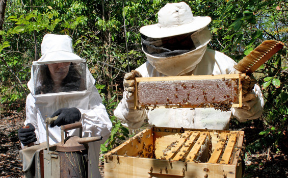 Censo vai mapear cadeia da apicultura e da meliponicultura no Tocantins