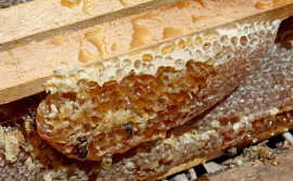 Censo vai mapear cadeia da apicultura e da meliponicultura no Tocantins