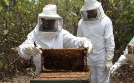 Governo do Tocantins realiza censo da cadeia produtiva na apicultura e na meliponicultura no Estado